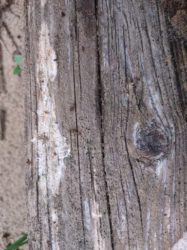 Pheidole morrisii photo 51