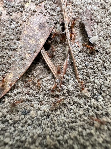 Pheidole morrisii photo 52