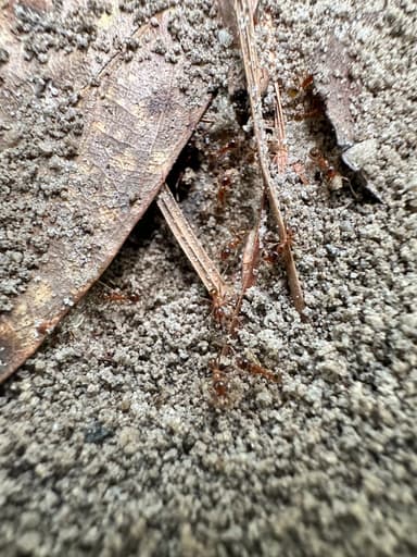 Pheidole morrisii photo 53