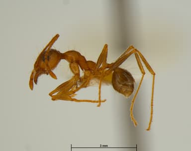 Pheidole morrisii photo 54