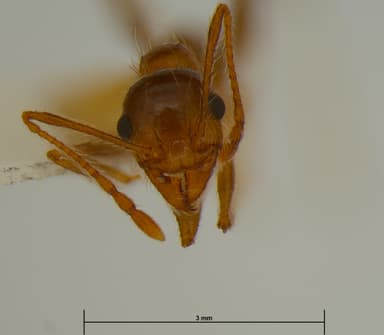 Pheidole morrisii photo 55