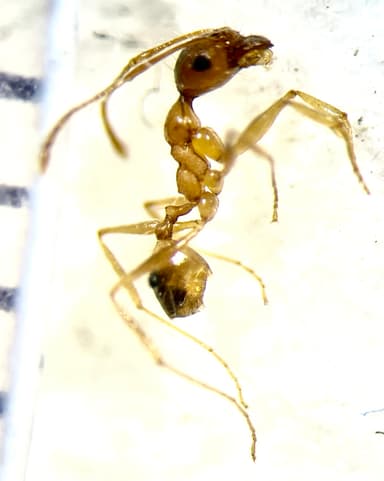 Pheidole morrisii photo 56