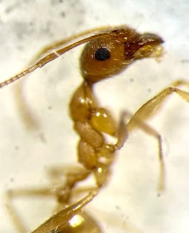 Pheidole morrisii photo 57