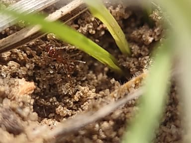 Pheidole morrisii photo 58