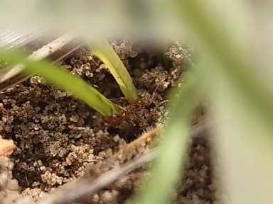Pheidole morrisii photo 59