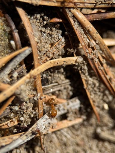 Pheidole morrisii photo 60