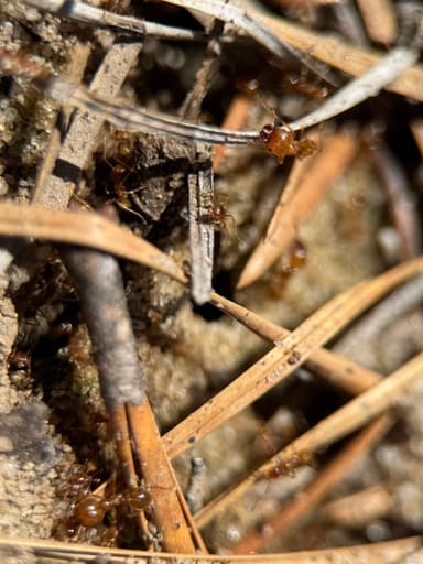 Pheidole morrisii photo 61
