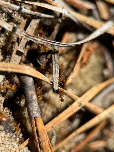 Pheidole morrisii photo 62