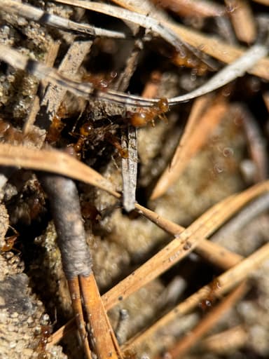 Pheidole morrisii photo 63