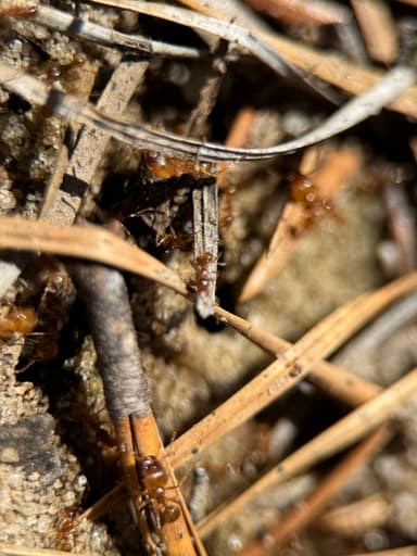 Pheidole morrisii photo 64