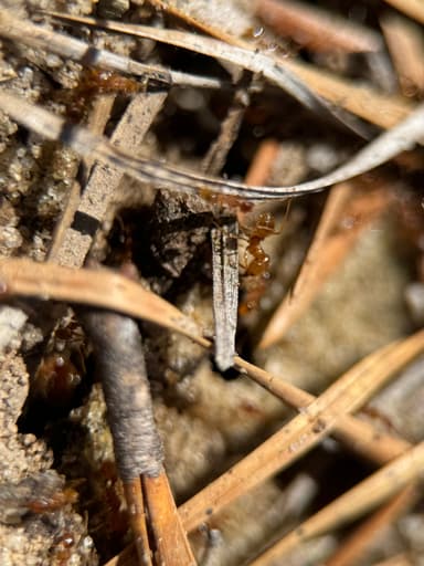 Pheidole morrisii photo 65