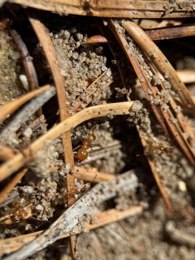 Pheidole morrisii photo 66