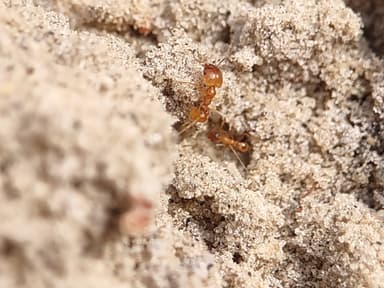 Pheidole morrisii photo 67