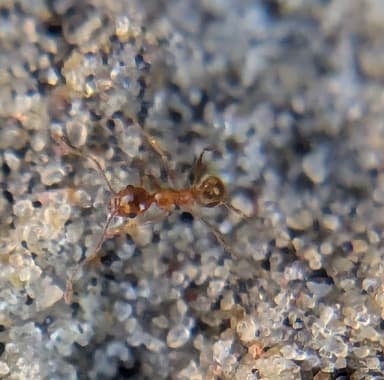 Pheidole morrisii photo 68