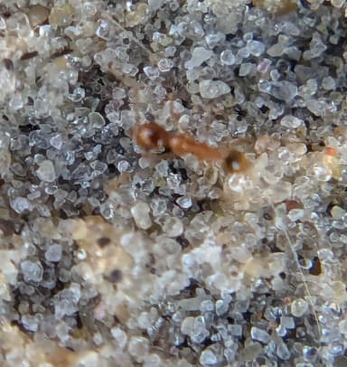 Pheidole morrisii photo 69