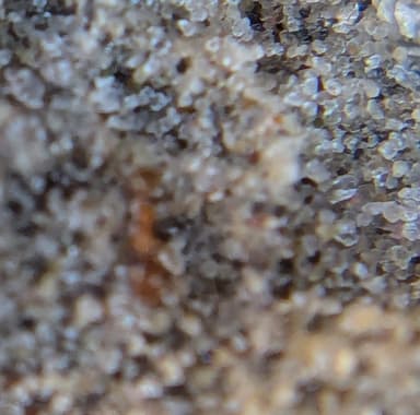 Pheidole morrisii photo 70