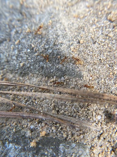 Pheidole morrisii photo 71