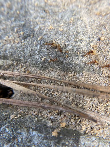 Pheidole morrisii photo 72