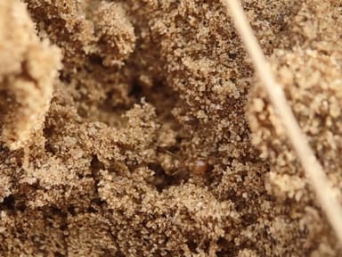 Pheidole morrisii photo 73
