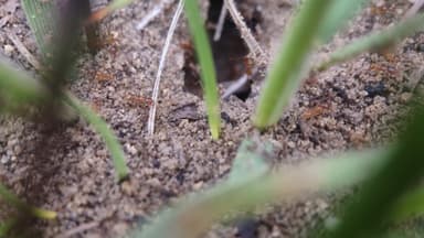 Pheidole morrisii photo 74