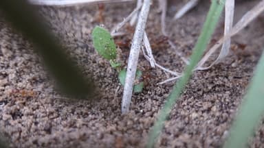 Pheidole morrisii photo 75
