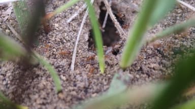 Pheidole morrisii photo 76