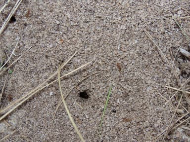 Pheidole morrisii photo 77