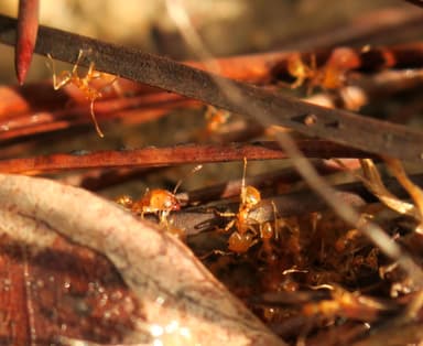 Pheidole morrisii photo 78