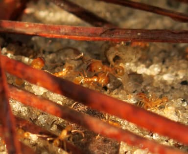 Pheidole morrisii photo 79