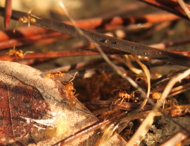 Pheidole morrisii photo 80