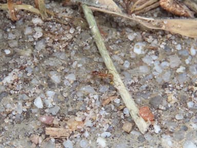 Pheidole morrisii photo 81
