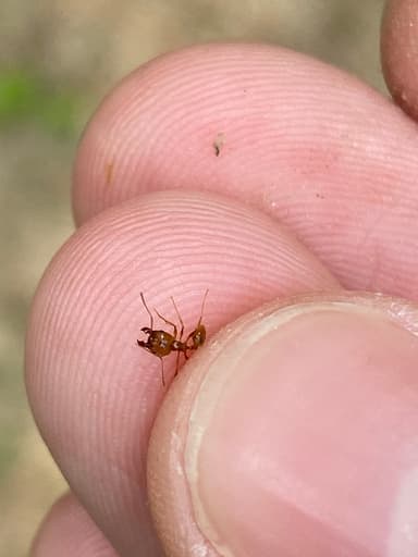 Pheidole morrisii photo 82