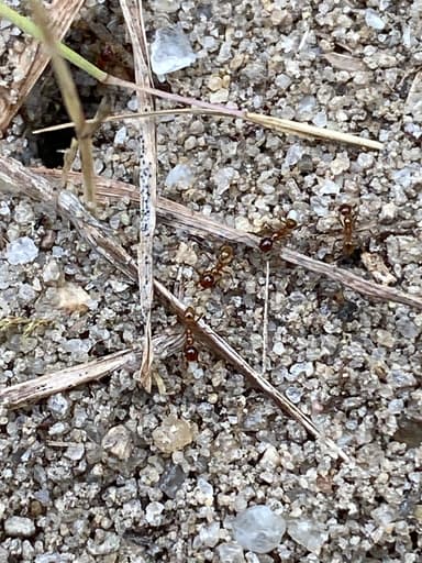 Pheidole morrisii photo 84