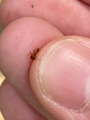 Pheidole morrisii photo 86