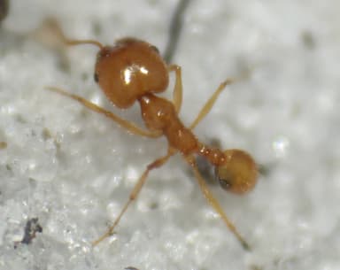 Pheidole morrisii — worker photo 87