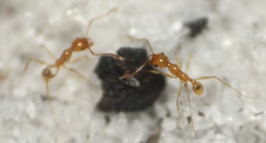 Pheidole morrisii — worker photo 88