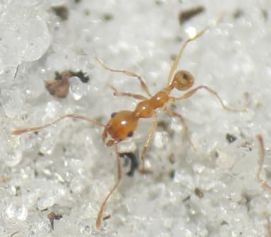 Pheidole morrisii — worker photo 89