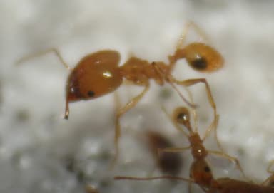 Pheidole morrisii — worker photo 90