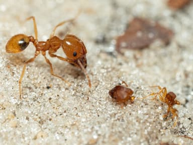 Pheidole morrisii photo 91