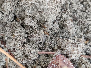 Pheidole morrisii photo 92