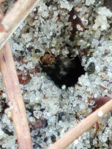 Pheidole morrisii photo 93