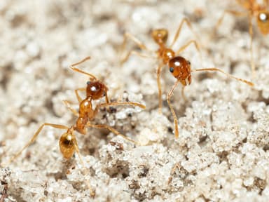 Pheidole morrisii photo 94