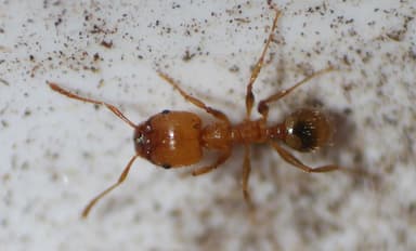 Pheidole morrisii photo 95
