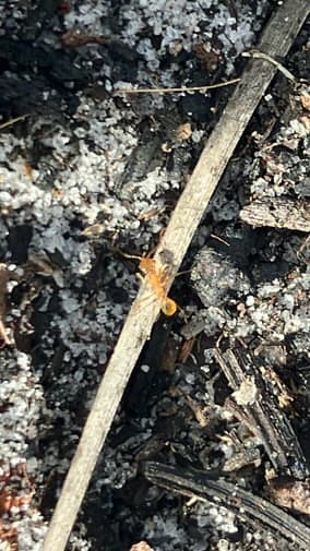 Pheidole morrisii photo 96