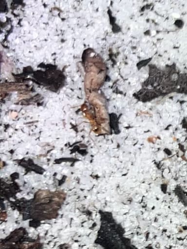 Pheidole morrisii photo 97