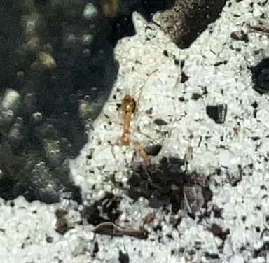 Pheidole morrisii photo 98
