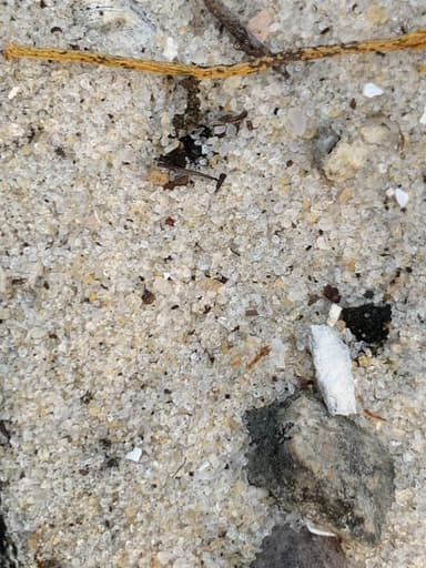Pheidole morrisii photo 99