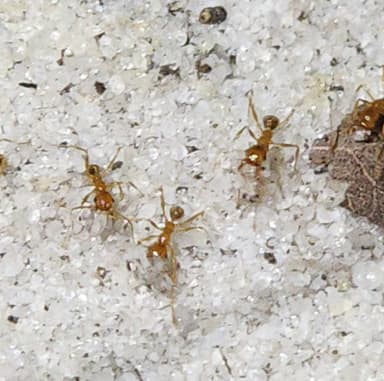Pheidole morrisii photo 100