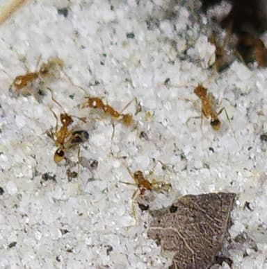 Pheidole morrisii photo 101