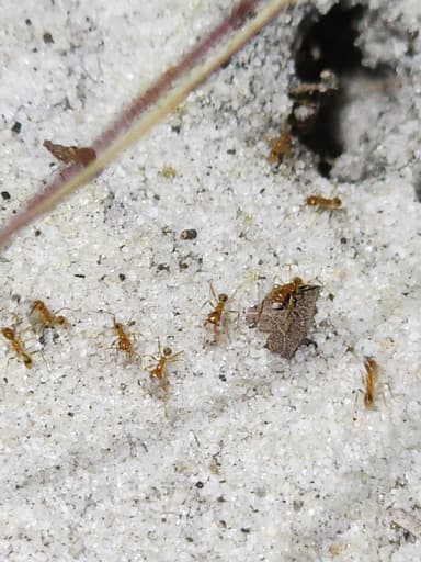 Pheidole morrisii photo 102